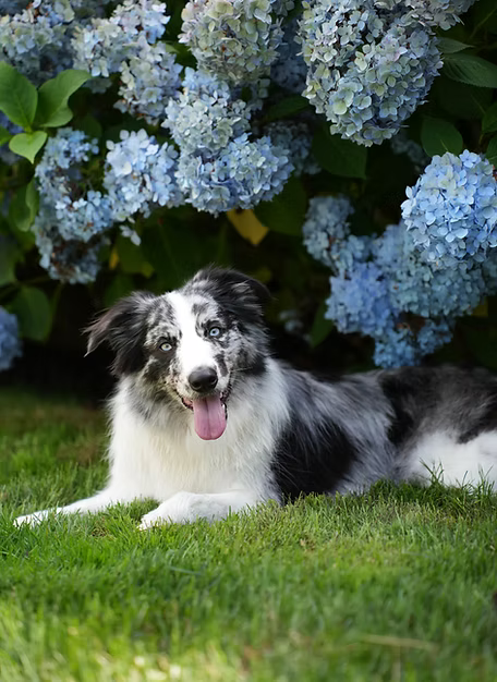 Shy - my brave explorer