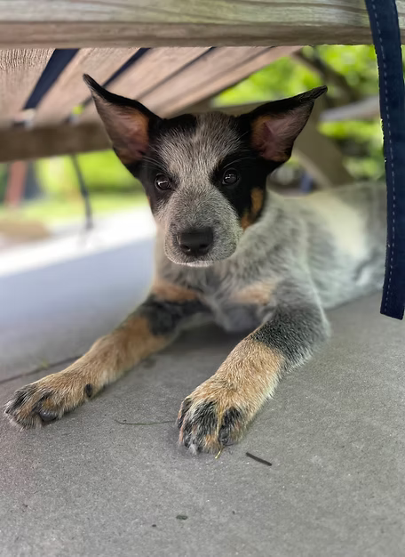 Tilly - my ray of sunshine